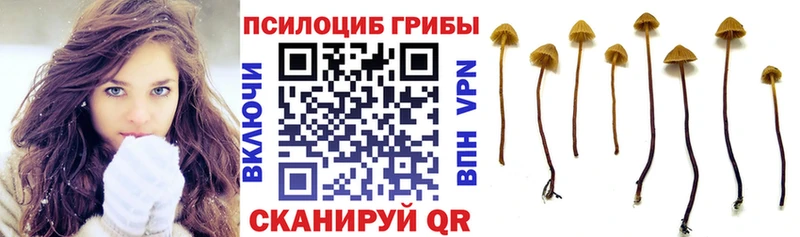 Галлюциногенные грибы Psilocybe  Тамбов 